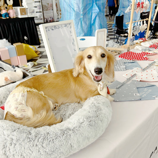 Behind the scenes of a CEO Pup’s day! 🐾💼